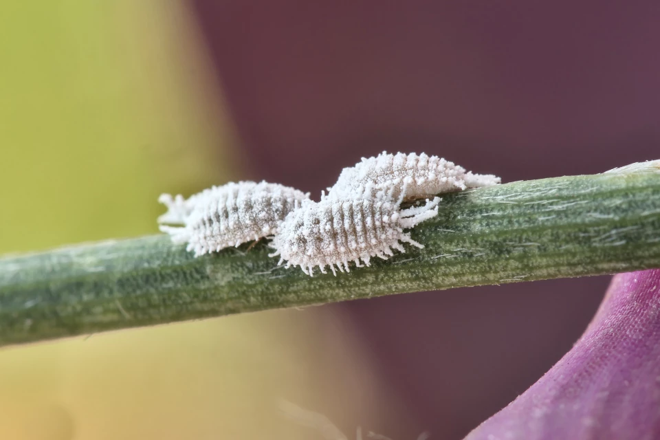 etape-1-installation-rameaux