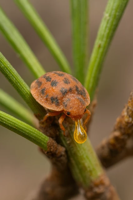 etape-2-aspiration-seve-aiguilles