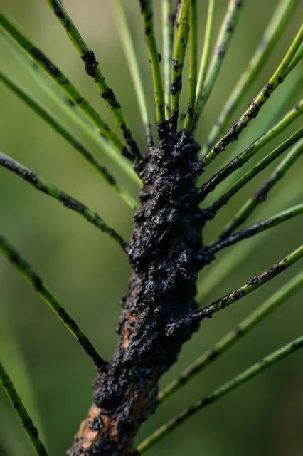 etape-3-secretion-miellat-collant