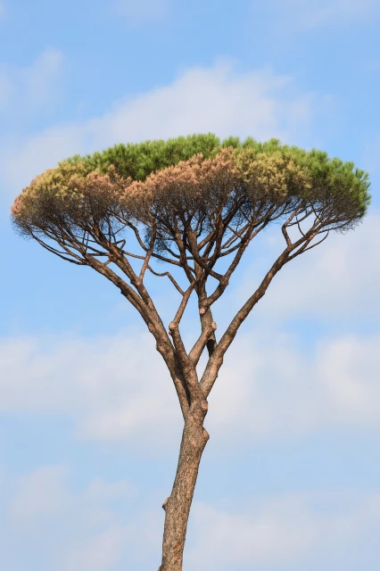 etape-4-developpement-moisissure-fumagine