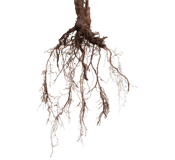 axe-3-traitement-racinaire