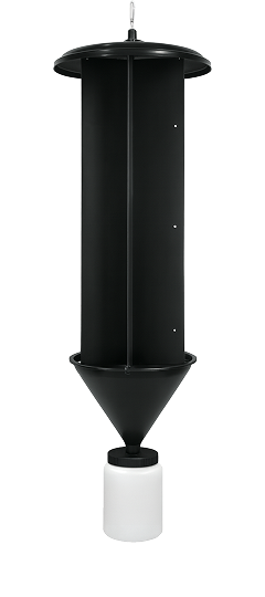 pieges-pour-scolyte-stenographe