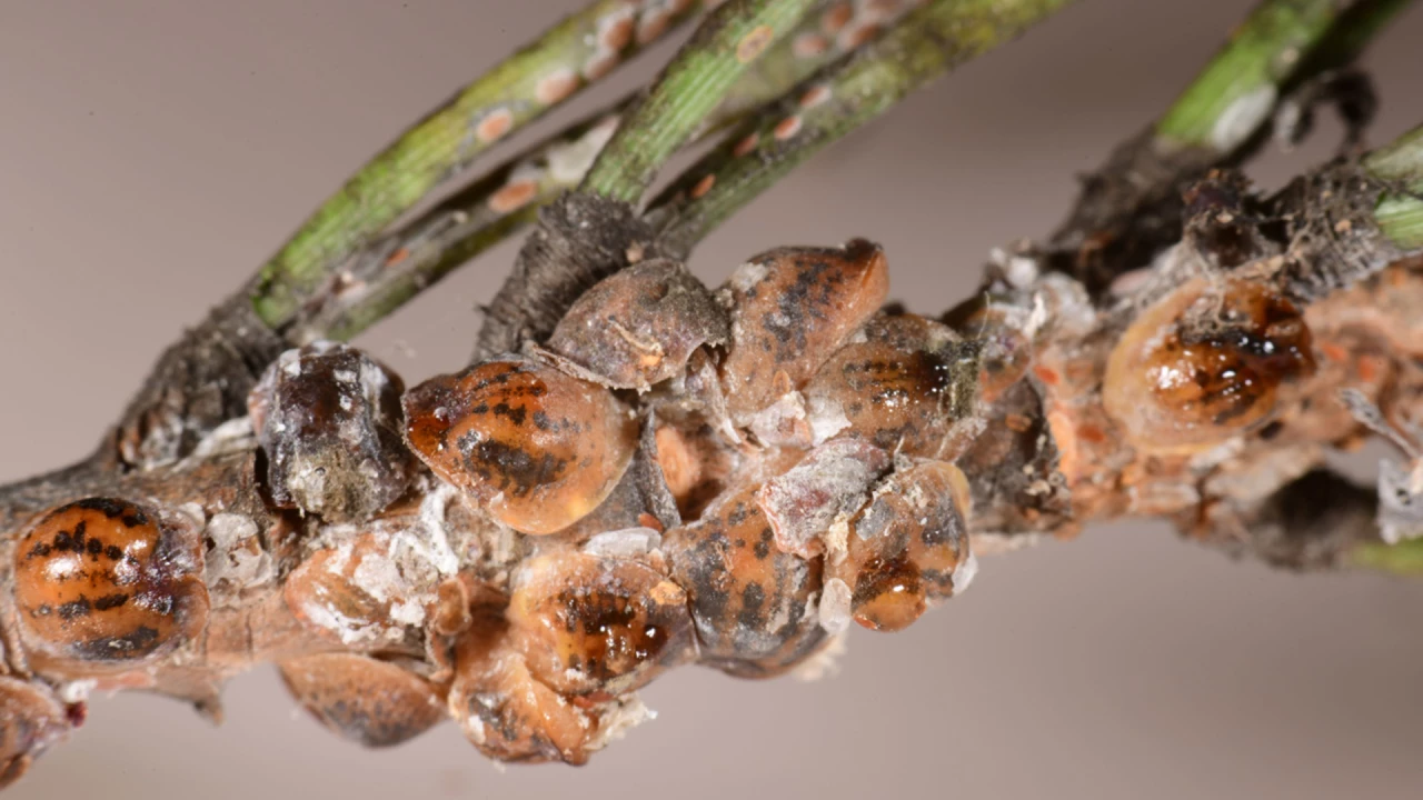 gravite-fumagine-aiguilles-pins