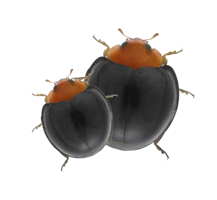 axe-2-insectes-auxiliaires